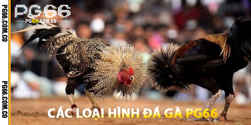 Đá Gà PG66 – Trường Gà Kịch Tính, Thắng Ngay Liền Tay 3 Các Loại Hình Đá Gà PG66
