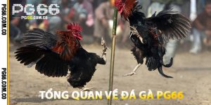 Tổng Quan Về Đá Gà PG66