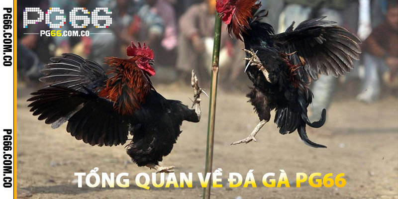 Đá Gà PG66 – Trường Gà Kịch Tính, Thắng Ngay Liền Tay 2 Tổng Quan Về Đá Gà PG66